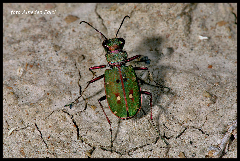 Dati su Cicindela campestris siculorum (Schilder, 1953).